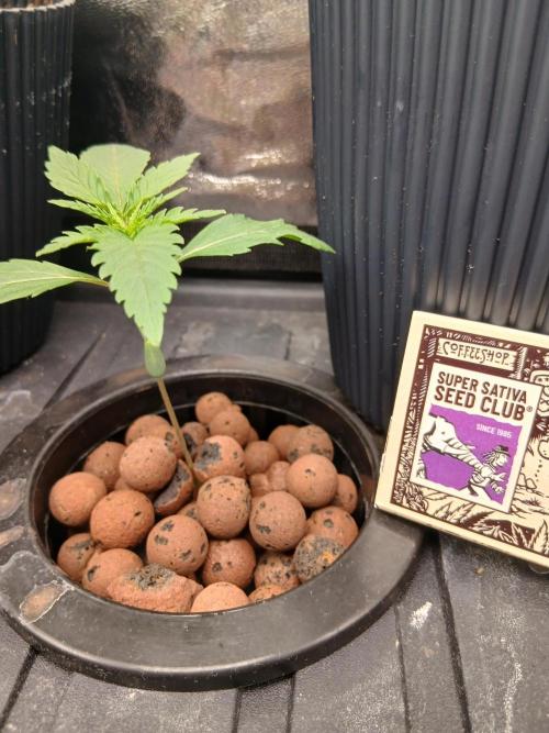 Super Sativa Seed Club DWC Version. Week 2