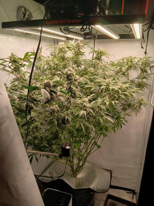 Hydroponischer Exotic Seed Grow. Week 11