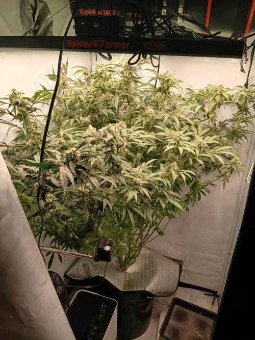 Hydroponischer Exotic Seed Grow. Week 11