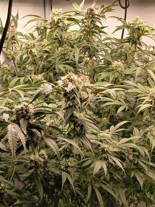 Hydroponischer Exotic Seed Grow. Week 11