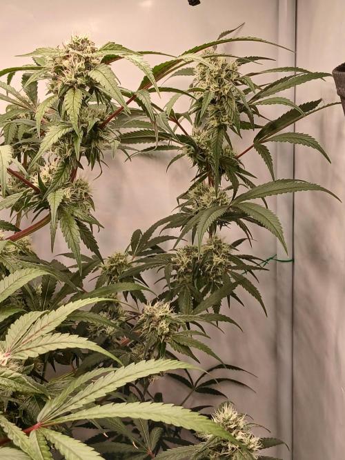 Hydroponischer Exotic Seed Grow. Week 11