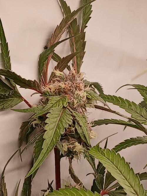 Hydroponischer Exotic Seed Grow. Week 11