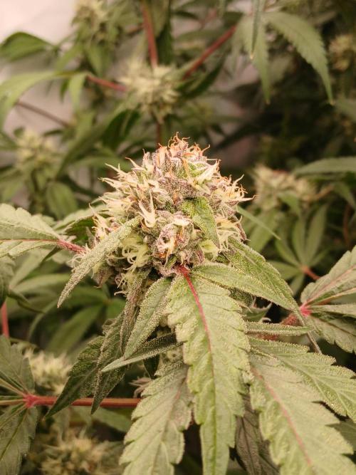 Hydroponischer Exotic Seed Grow. Week 11