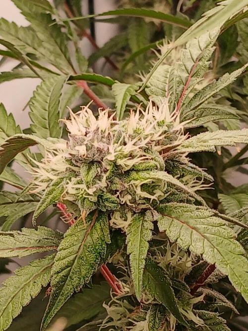 Hydroponischer Exotic Seed Grow. Week 11