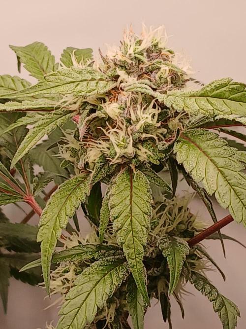 Hydroponischer Exotic Seed Grow. Week 11