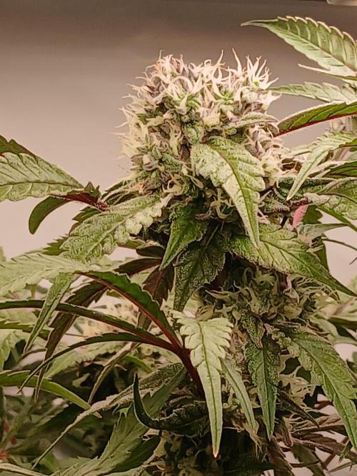 Hydroponischer Exotic Seed Grow. Week 11