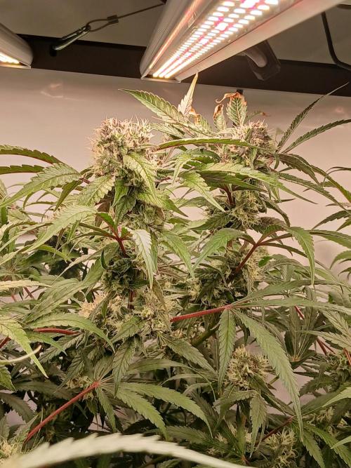 Hydroponischer Exotic Seed Grow. Week 11
