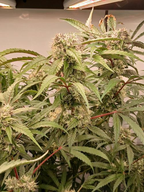 Hydroponischer Exotic Seed Grow. Week 11