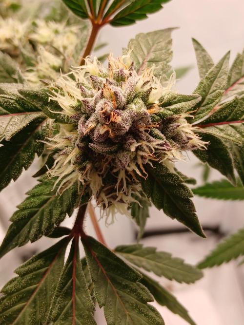 Hydroponischer Exotic Seed Grow. Week 12