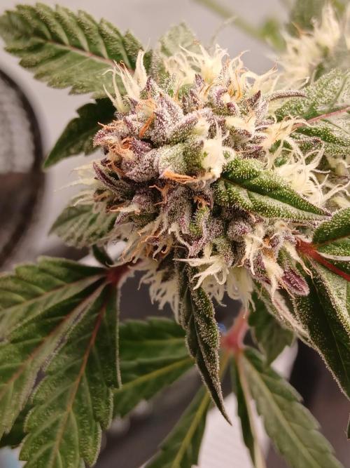 Hydroponischer Exotic Seed Grow. Week 12