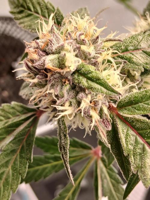 Hydroponischer Exotic Seed Grow. Week 12
