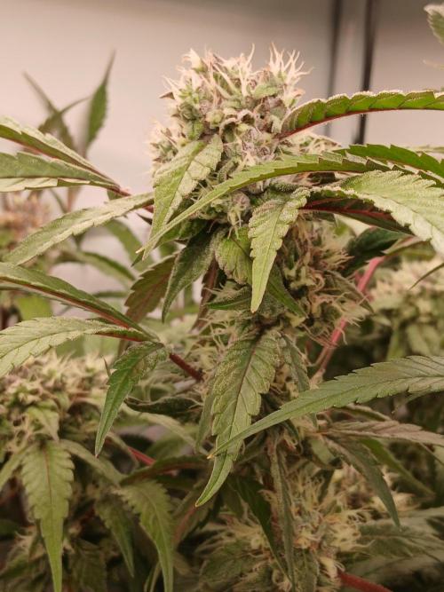 Hydroponischer Exotic Seed Grow. Week 12