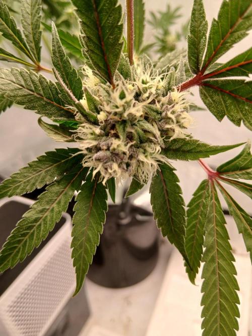 Hydroponischer Exotic Seed Grow. Week 12