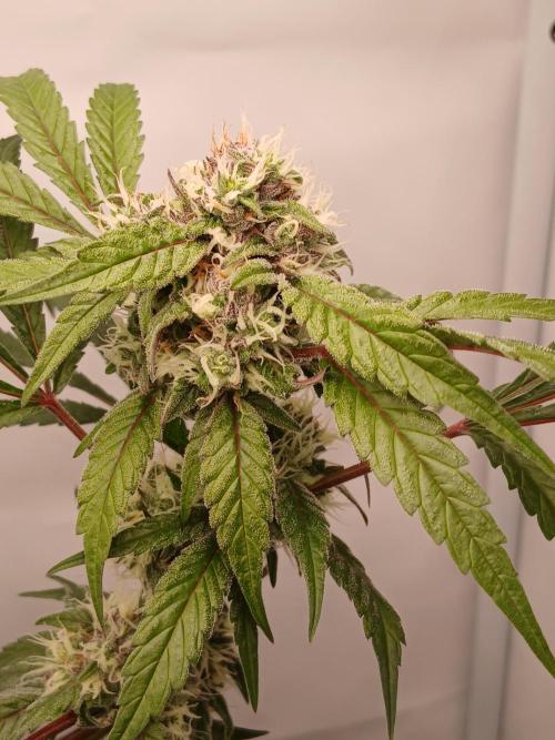 Hydroponischer Exotic Seed Grow. Week 12