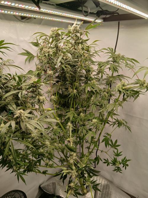 Hydroponischer Exotic Seed Grow. Week 12