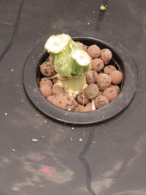Hydroponischer Exotic Seed Grow. Week 12