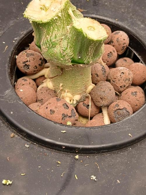 Hydroponischer Exotic Seed Grow. Week 12