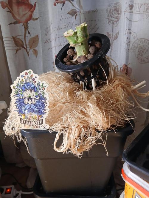 Hydroponischer Exotic Seed Grow. Week 12