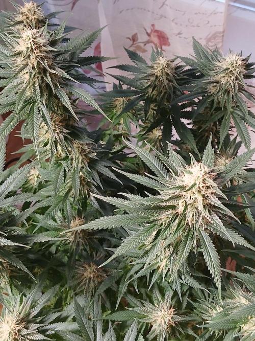 Raunächte-Grow mit Exotic Seed. Week 12