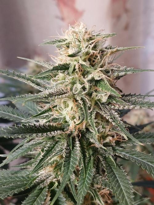 Raunächte-Grow mit Exotic Seed. Week 12