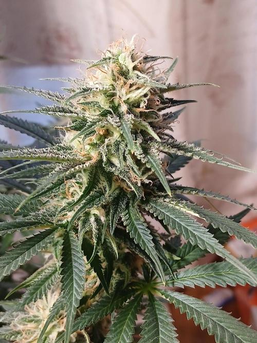 Raunächte-Grow mit Exotic Seed. Week 12