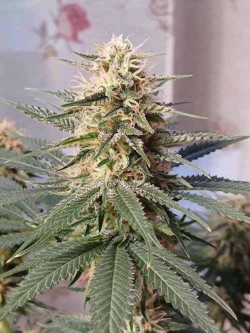 Raunächte-Grow mit Exotic Seed. Week 12