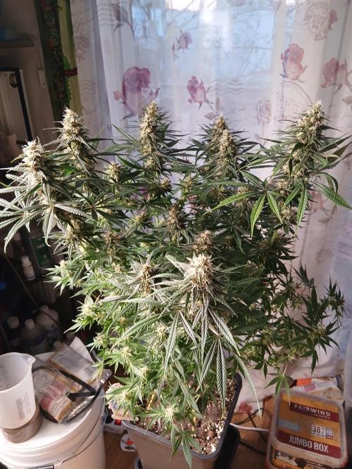 Raunächte-Grow mit Exotic Seed. Week 12