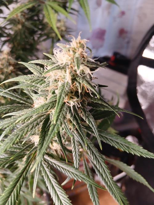 Raunächte-Grow mit Exotic Seed. Week 12