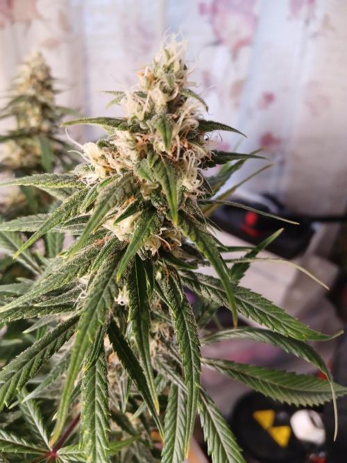 Raunächte-Grow mit Exotic Seed. Week 12