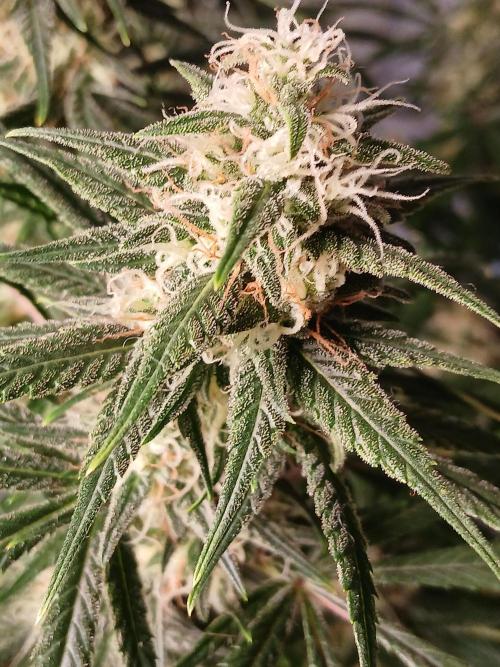 Raunächte-Grow mit Exotic Seed. Week 12