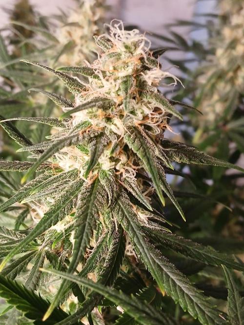 Raunächte-Grow mit Exotic Seed. Week 12