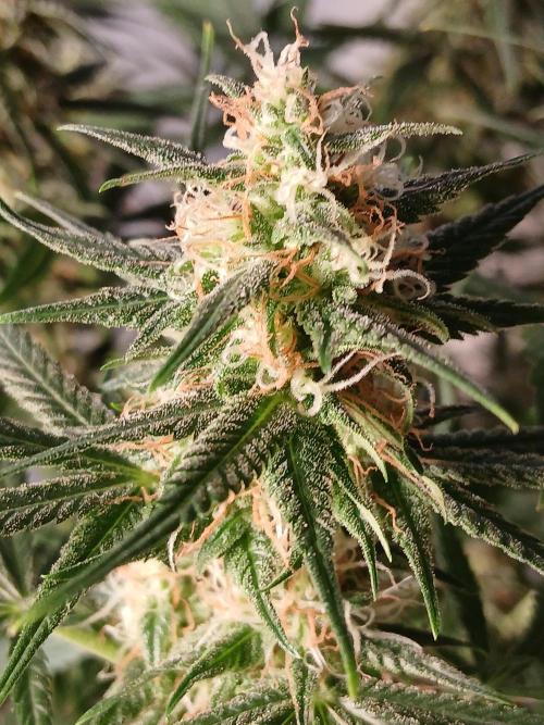 Raunächte-Grow mit Exotic Seed. Week 12