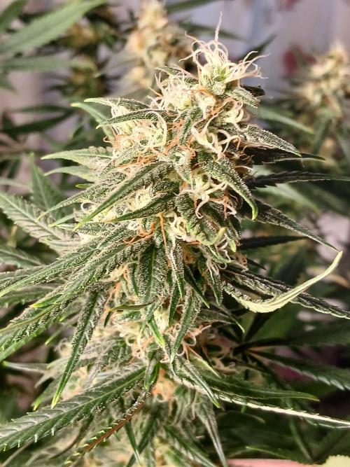 Raunächte-Grow mit Exotic Seed. Week 12