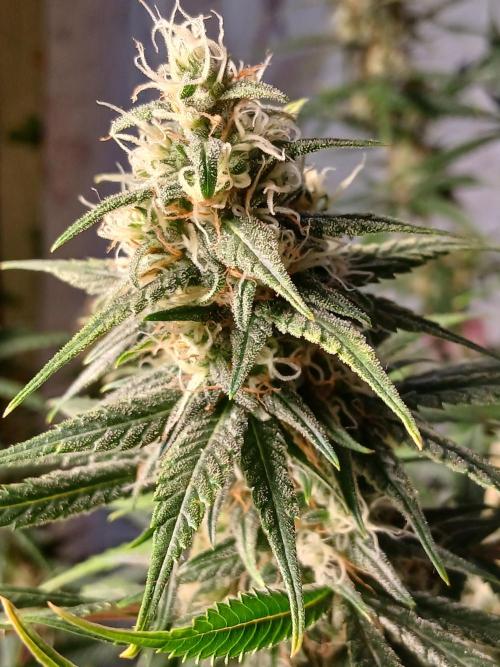 Raunächte-Grow mit Exotic Seed. Week 12