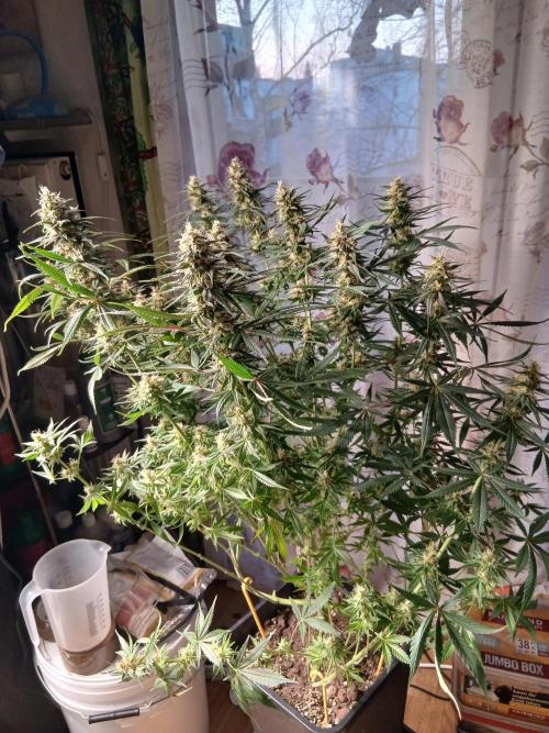 Raunächte-Grow mit Exotic Seed. Week 12
