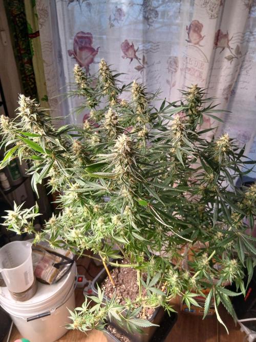 Raunächte-Grow mit Exotic Seed. Week 12