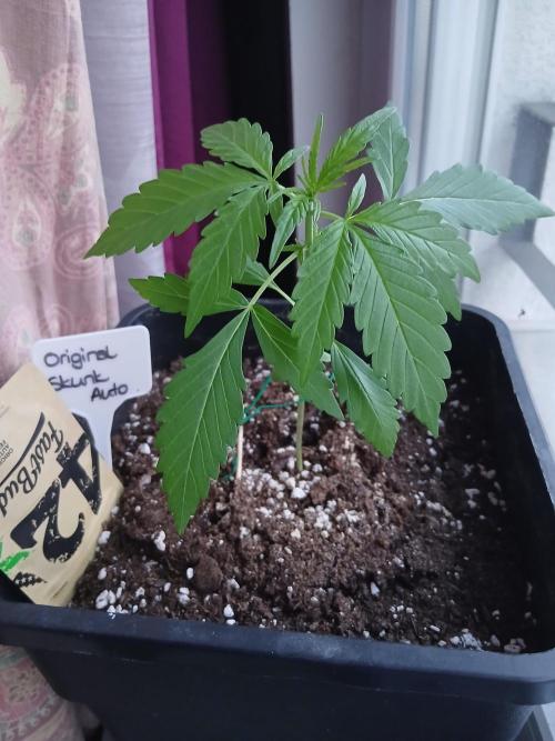 Original Skunk meets Auto. Week 3