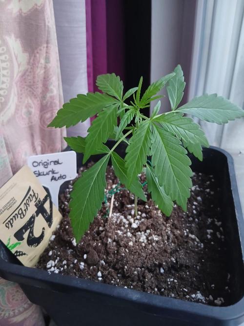 Original Skunk meets Auto. Week 3
