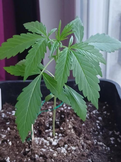 Original Skunk meets Auto. Week 3