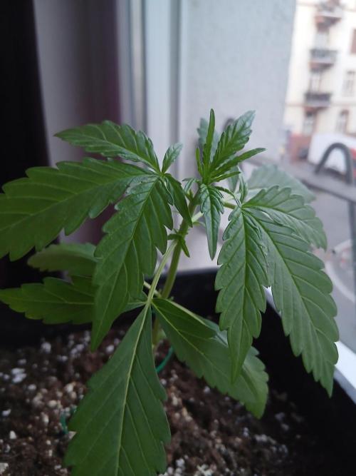 Original Skunk meets Auto. Week 3