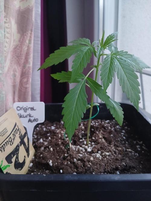 Original Skunk meets Auto. Week 3
