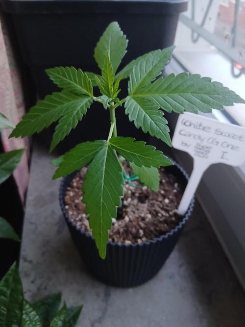 Super Sativa Seed Club Outdoor Version. Week 3