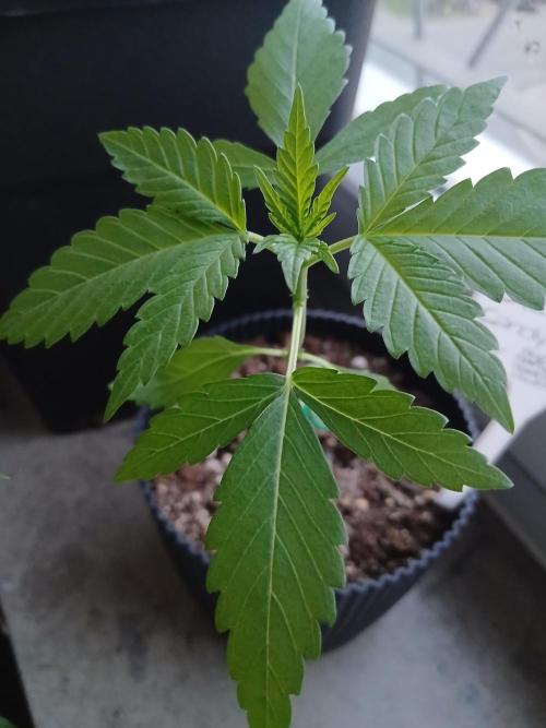 Super Sativa Seed Club Outdoor Version. Week 3