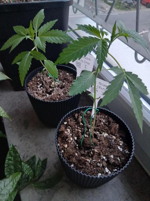 Super Sativa Seed Club Outdoor Version. Week 3