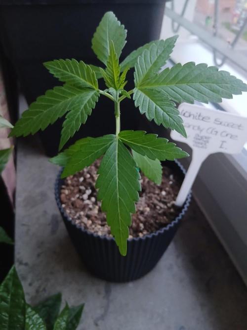 Super Sativa Seed Club Outdoor Version. Week 3