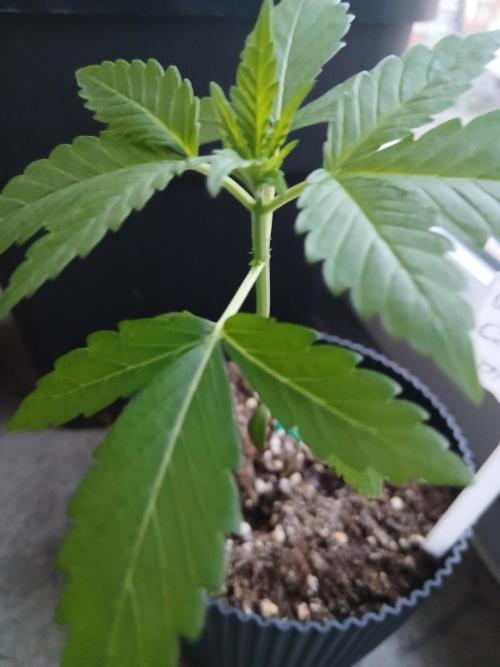 Super Sativa Seed Club Outdoor Version. Week 3