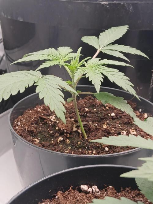 Ghost Train Og. Week 3