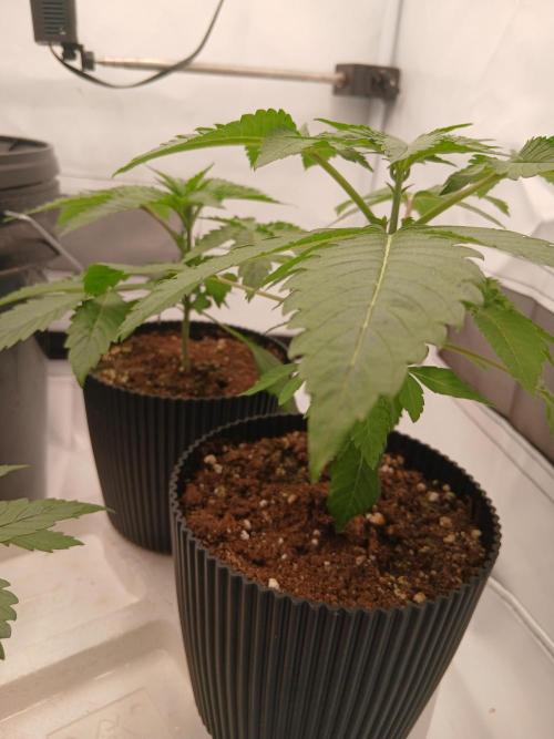 Super Sativa Seed Club Soil Version. Week 3