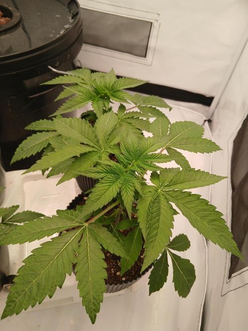 Super Sativa Seed Club Soil Version. Week 3