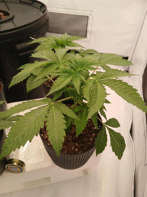 Super Sativa Seed Club Soil Version. Week 3